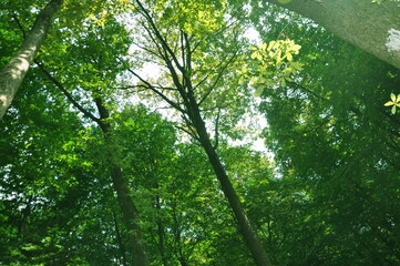 Fototapeta premium Beautiful green forest view. Bushes, trees, path and vines in the forest. Akyazi, Sakarya, Turkey.