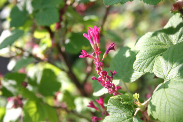 flowering blood currant, pink flowers of blood currant, pink flowers of ribes sanuineum, currant petals, flowering bush in summer colors