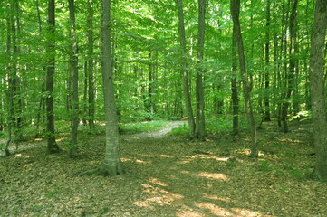 Obraz premium Beautiful green forest view. Bushes, trees, path and vines in the forest. Akyazi, Sakarya, Turkey.