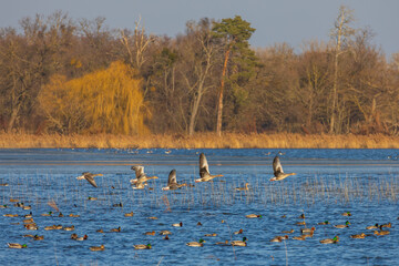 Geese and ducks fly above the surface of the Hlohovec pond in the Czech Republic