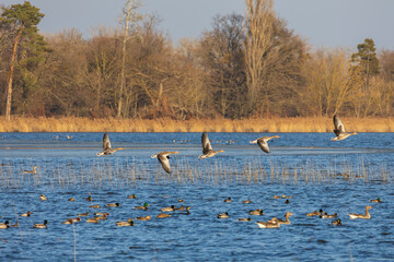 Geese and ducks fly above the surface of the Hlohovec pond in the Czech Republic