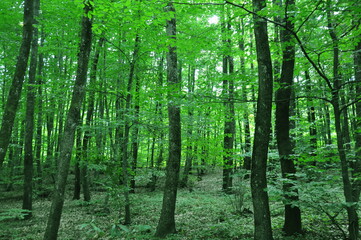 Beautiful green forest view. Bushes, trees, path and vines in the forest. Akyazi, Sakarya, Turkey.