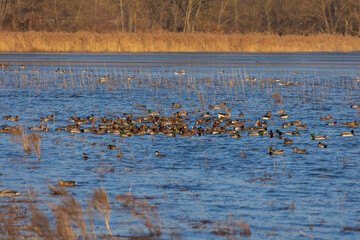 Geese and ducks fly above the surface of the Hlohovec pond in the Czech Republic