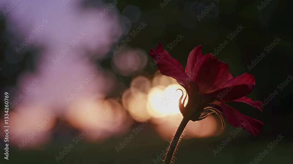 Poster solitary red flower against a sunset backdrop with bokeh lights. nature and tranquility