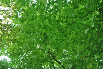 Fototapeta premium Beautiful green forest view. Bushes, trees and vines in the forest