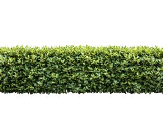 This image features a precisely trimmed green hedge providing a uniform and neat look, suitable for borders.