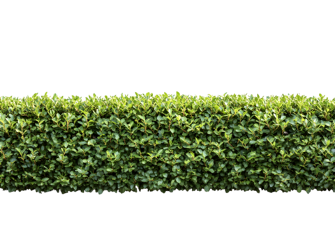 This image features a precisely trimmed green hedge providing a uniform and neat look, suitable for borders.