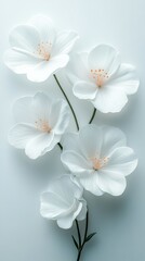 Obraz premium Beautiful white flowers arranged delicately on a soft blue background in a minimalist style