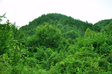 Beautiful green forest view. Bushes, trees and vines in the forest