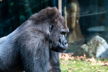 Portrait eines Gorilla Männchen im Zoo