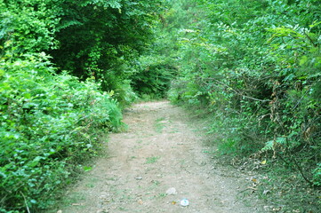 Path, trees and bushes in the forest
