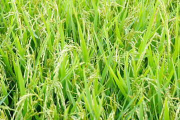Rice stalks in rice fields.