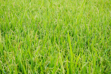 Rice stalks in rice fields.