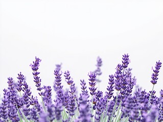 Obraz premium Purple Lavender Flowers on White Background