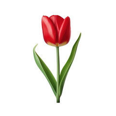 Fototapeta premium red tulip isolated on white background