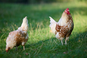 Two chickens standing on green grass. One is pecking at the ground while the other looks forward. The scene has patches of sunlight highlighting their white and brown feathers.