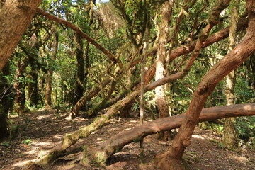 cloud forest in the Anaga mountains in Spain, Canary Islands, Tenerife