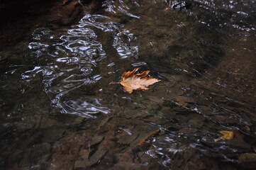 Dry leaf on the flowing water stream