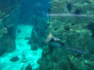 Sharks, rays, fish in the huge aquarium.