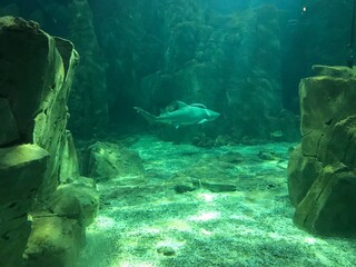 Sharks, rays, fish in the huge aquarium. © emin