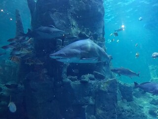 Fototapeta premium Sharks, rays, fish in the huge aquarium.