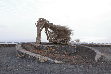 Wind bent juniper tree, Monumento a la Sabina de El Hierro near Puerto de la Estaca, Canary Islands, Spain
