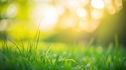 Serene Sunset Grassland: A Summer Evening's Tranquility