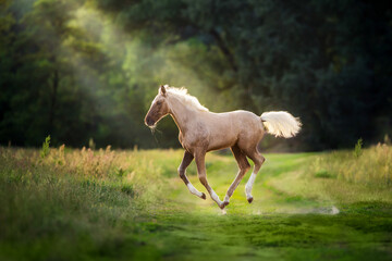 Fototapeta premium Palomino foal in motion