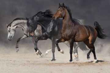 Horses free run in desert