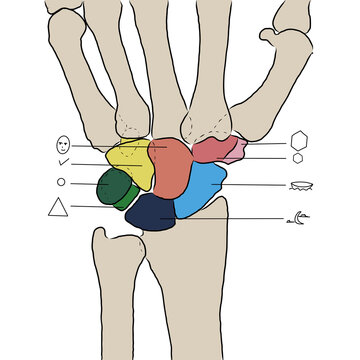 Handwurzel carpus mit Symbolen