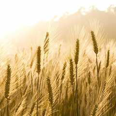 Golden barley field at sunset, rural landscape, harvesting season; ideal for agriculture, food, or nature publications