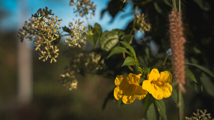 A yellow flower in full bloom showcases its wild beauty in nature. With delicate petals, this floral blossom thrives in the nature garden, embracing botany and the environmental charm of a wildflower.