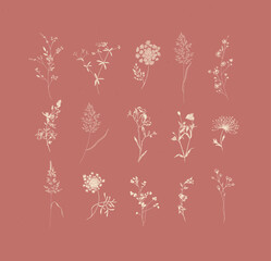 Flowers herbs ears of grass growing in the garden and meadow drawing with beige on coral background