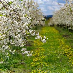 Cherry orchard in spring sunshine.Blue sky with clouds.Blossoming trees in spring in rural scenery with deep blue sky.Beauty world.Beauty of earth.