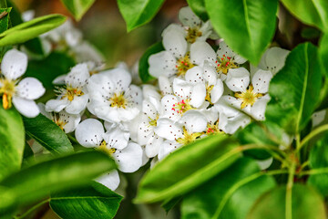 A beautiful flowering branch with white bundles of petal buds.Blooming apple, cherry, pear and apricot trees over a bright blue sky.White flowers on a tree.Spring blossoms.