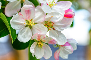 A beautiful flowering branch with white bundles of petal buds.Blooming apple, cherry, pear and apricot trees over a bright blue sky.White flowers on a tree.Spring blossoms.