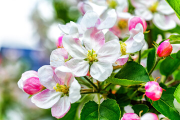 A beautiful flowering branch with white bundles of petal buds.Blooming apple, cherry, pear and apricot trees over a bright blue sky.White flowers on a tree.Spring blossoms.