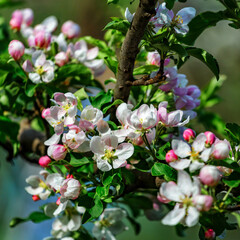 A beautiful flowering branch with white bundles of petal buds.Blooming apple, cherry, pear and apricot trees over a bright blue sky.White flowers on a tree.Spring blossoms.
