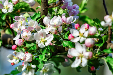 A beautiful flowering branch with white bundles of petal buds.Blooming apple, cherry, pear and apricot trees over a bright blue sky.White flowers on a tree.Spring blossoms.