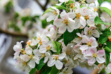 A beautiful flowering branch with white bundles of petal buds.Blooming apple, cherry, pear and apricot trees over a bright blue sky.White flowers on a tree.Spring blossoms.
