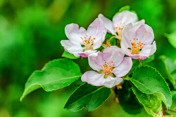 A beautiful flowering branch with white bundles of petal buds.Blooming apple, cherry, pear and apricot trees over a bright blue sky.White flowers on a tree.Spring blossoms.