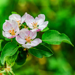 Fototapeta premium A beautiful flowering branch with white bundles of petal buds.Blooming apple, cherry, pear and apricot trees over a bright blue sky.White flowers on a tree.Spring blossoms.