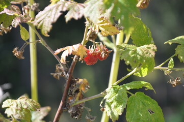 Delicious forest fruit raspberry on the branch