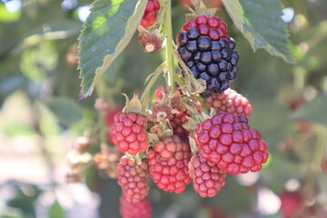 Delicious forest fruit blackberries on the branch