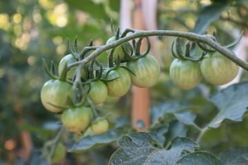 Unripe green tomatoes on branch in the field