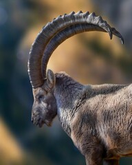 close up of a mountain goat