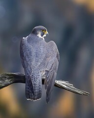 A falcon flying around the fresh green forest and mountains, the spread of its wings makes the falcon look more majestic. 