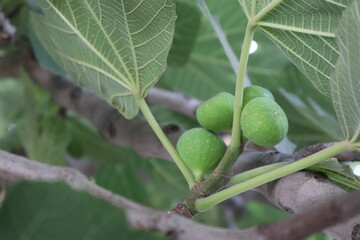 Young, green, unripe figs on the tree branch