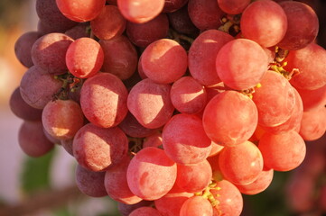 Red grapes (red globe) on the vine in Salihli, Manisa, Turkey.