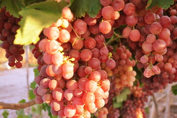 Red grapes (red globe) on the vine in Salihli, Manisa, Turkey.